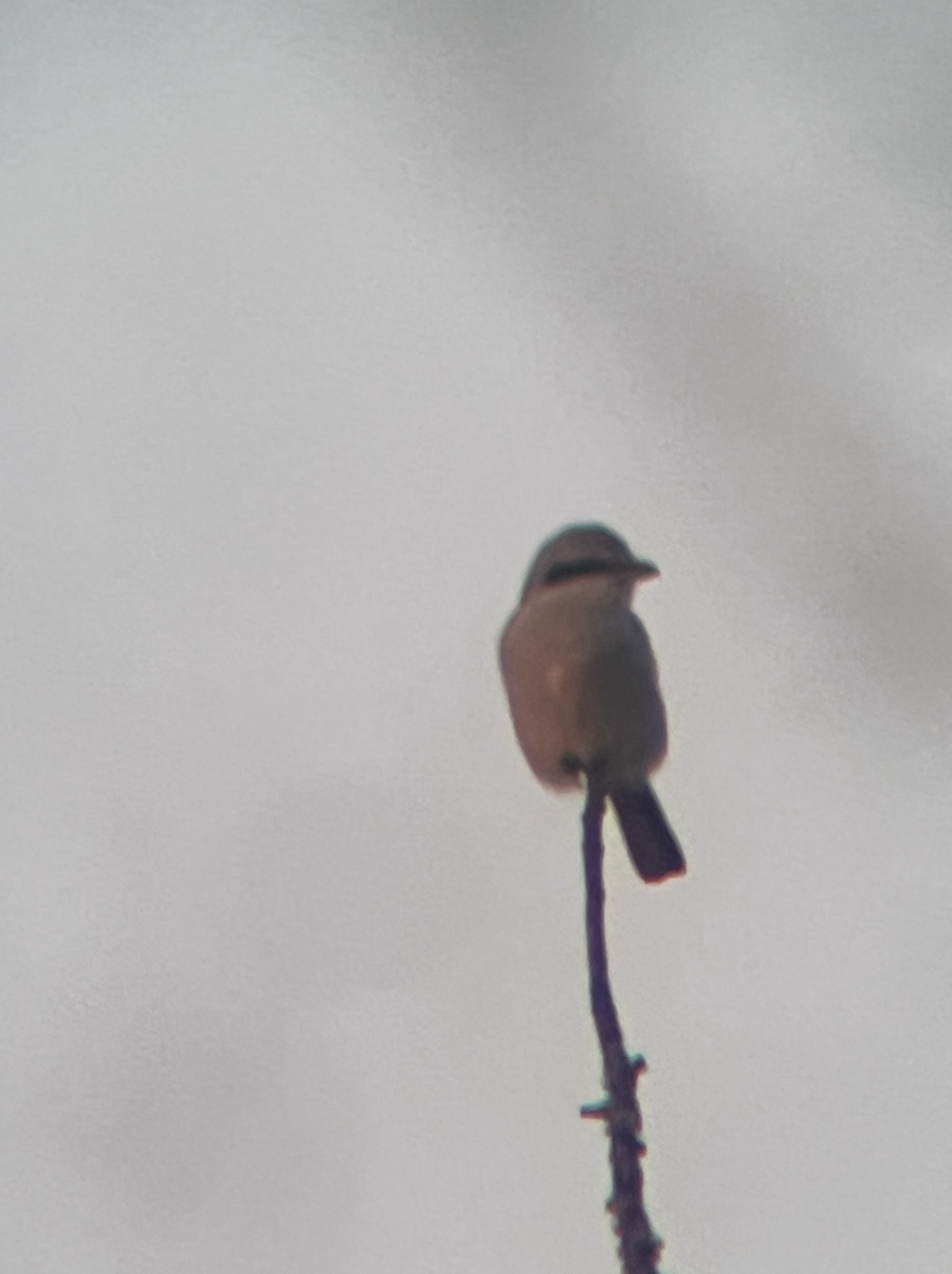 Antzandobi boreala - ML645854423