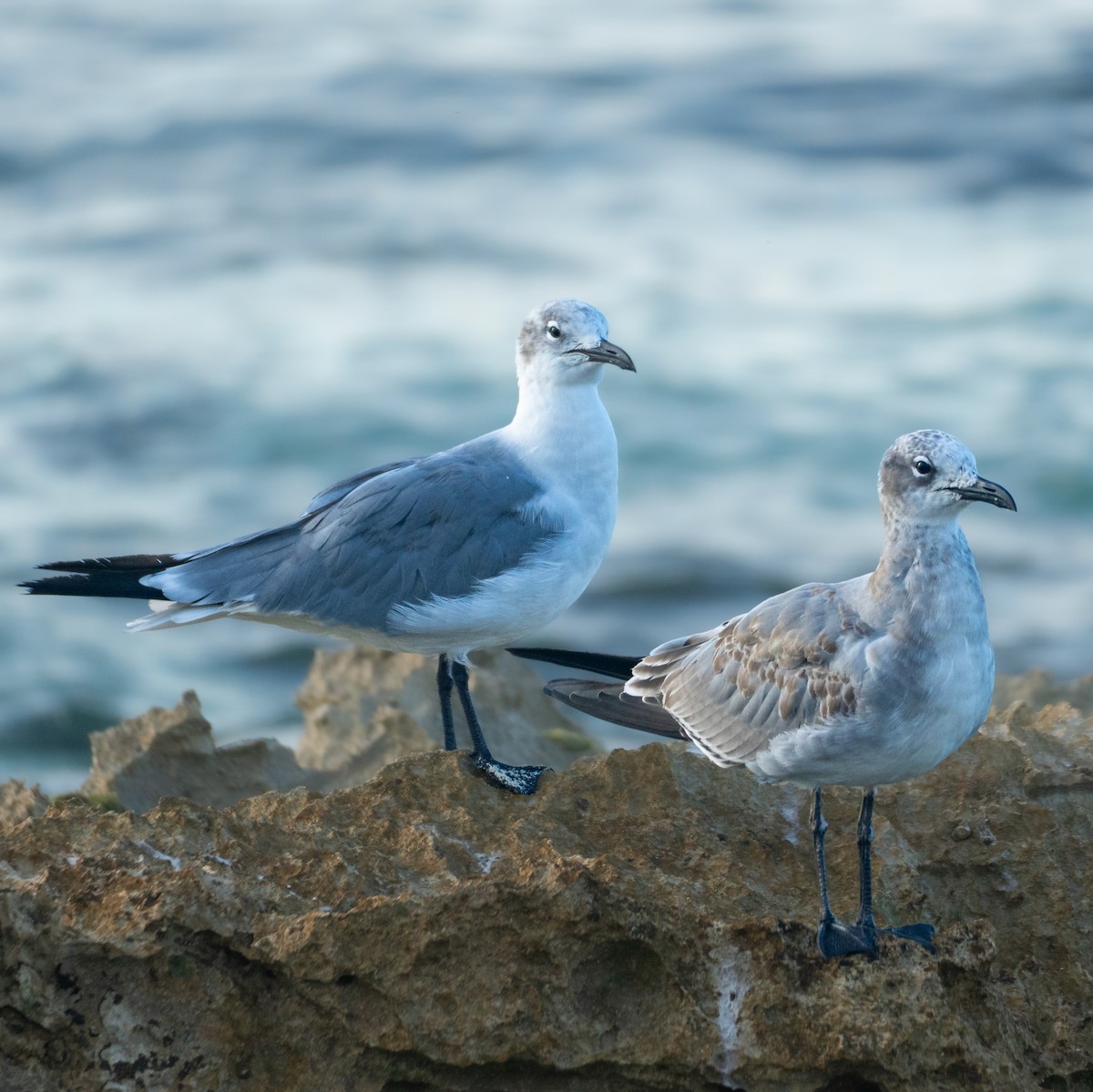 Gabbiano sghignazzante - ML645854424