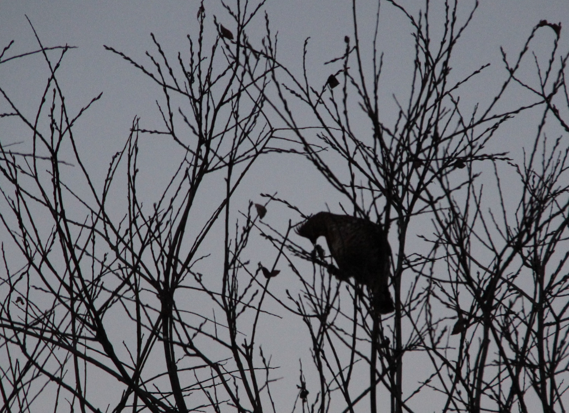 jeřábek kanadský - ML645854436