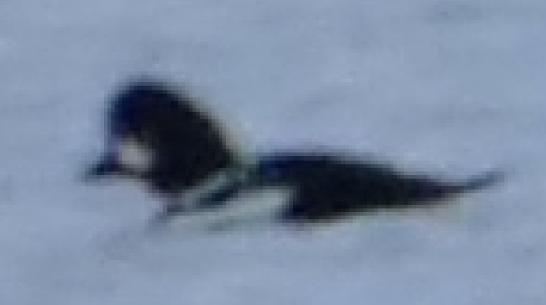 Barrow's Goldeneye - ML645854437