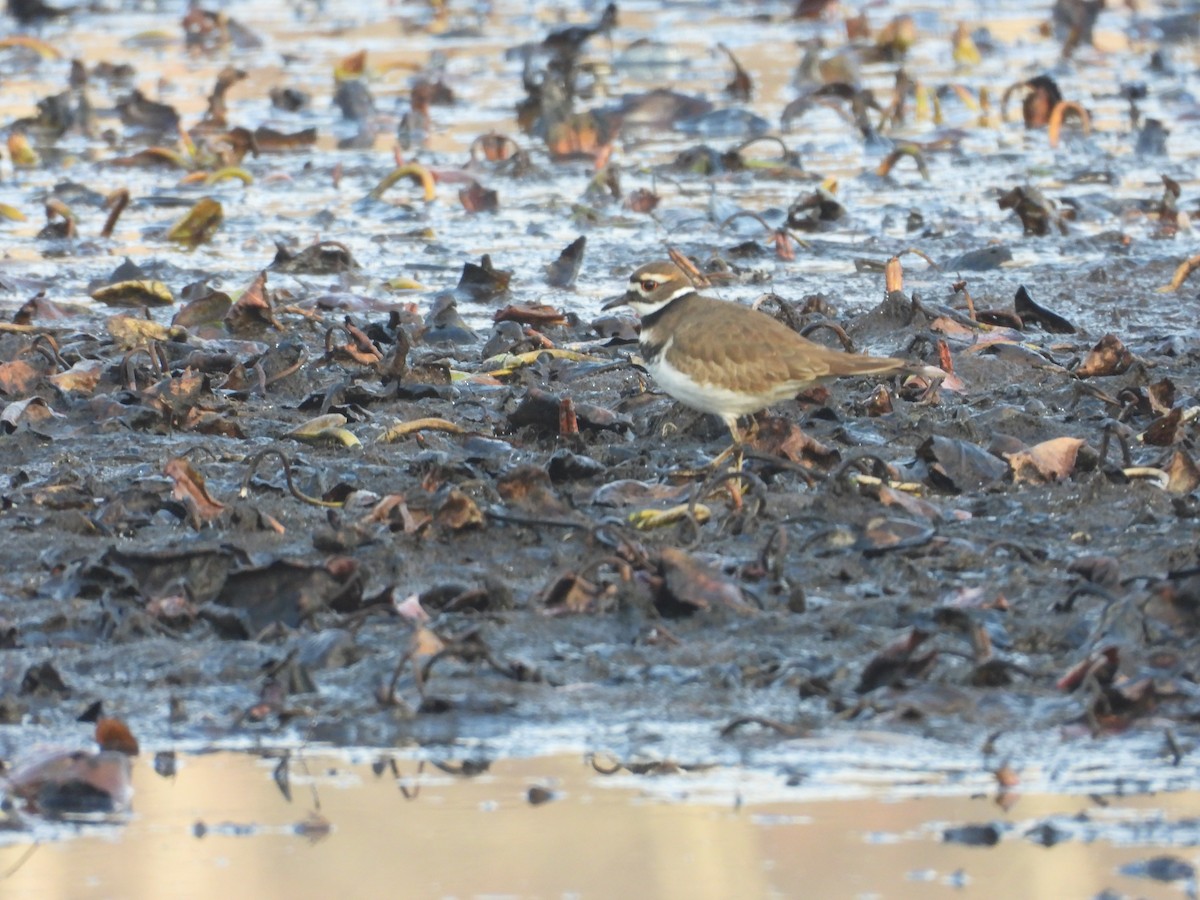 Killdeer - ML645854438