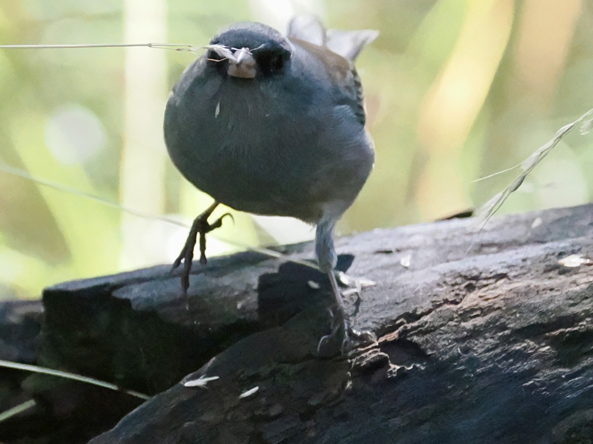 Dark-eyed Junco - ML645854439