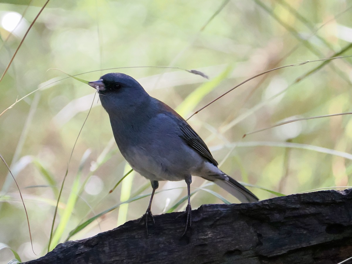 Dark-eyed Junco - ML645854440