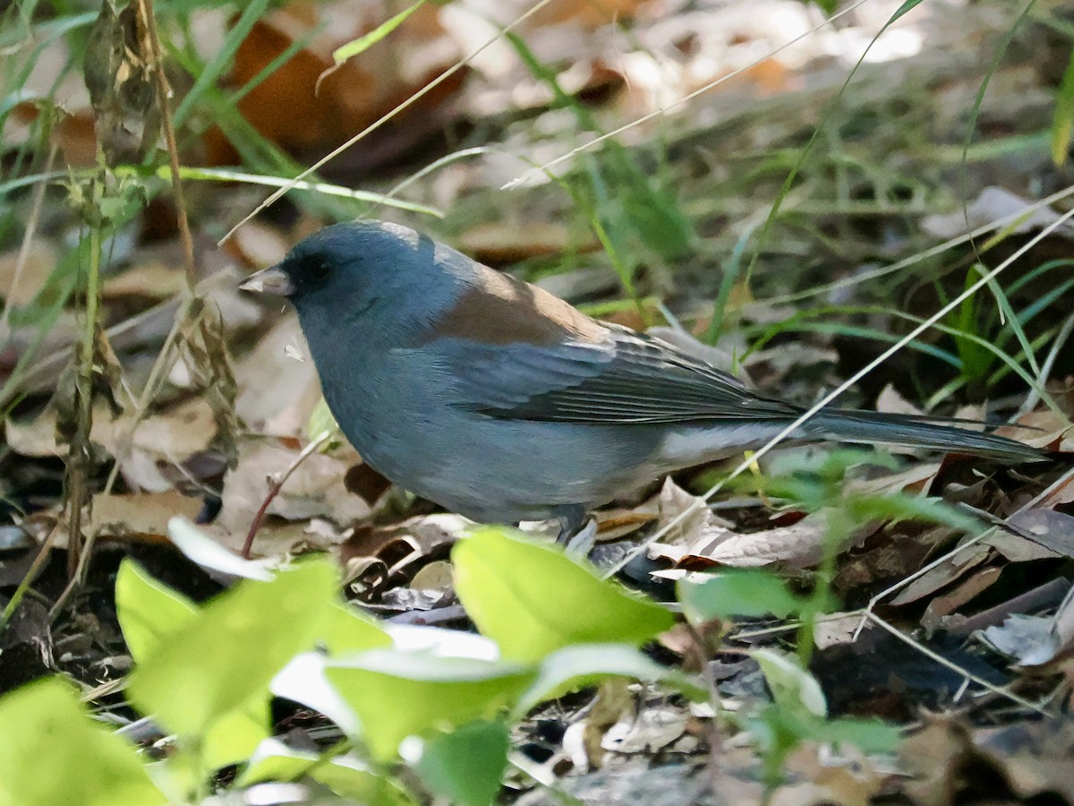 Dark-eyed Junco - ML645854441