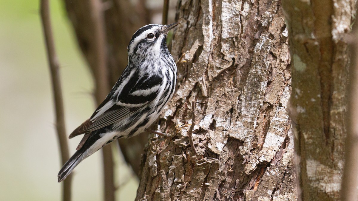 シロクロアメリカムシクイ - ML645854444