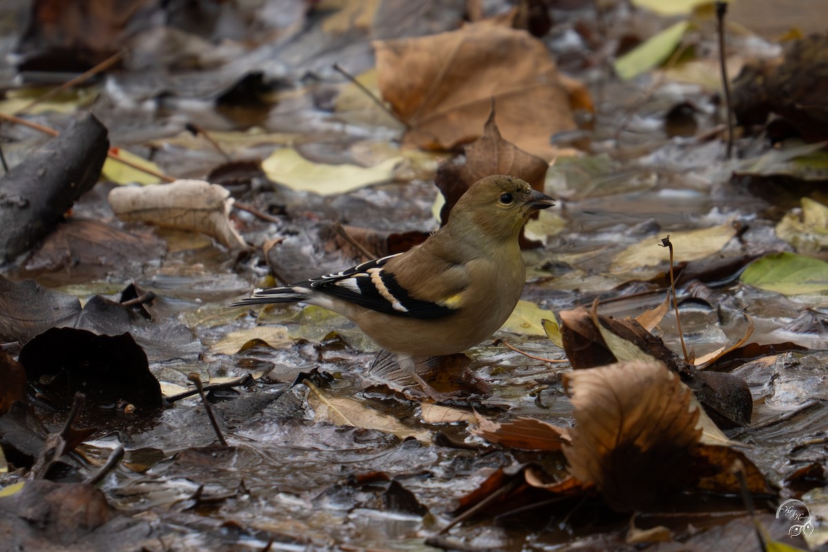 オウゴンヒワ - ML645854451