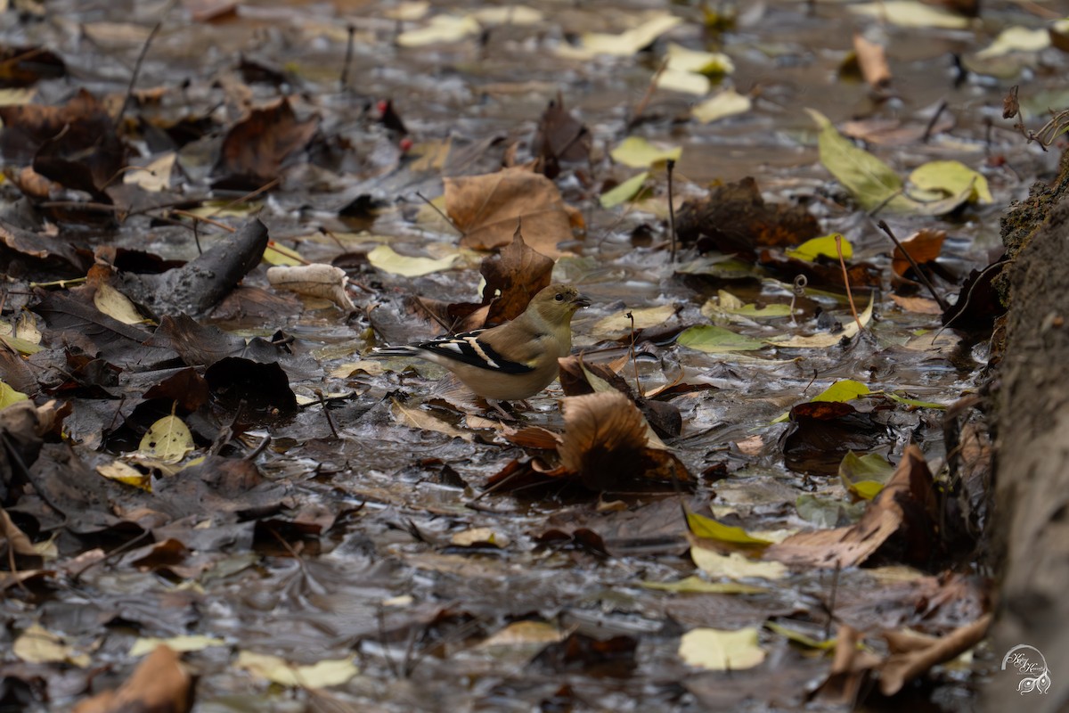 オウゴンヒワ - ML645854452