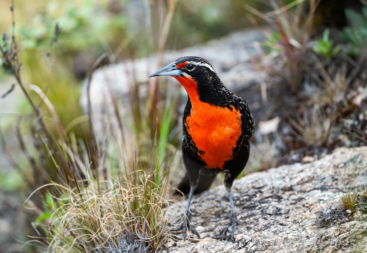 オナガマキバドリ - ML645854453