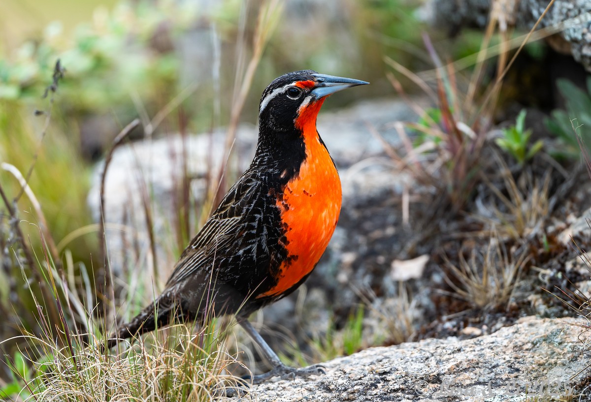 オナガマキバドリ - ML645854454