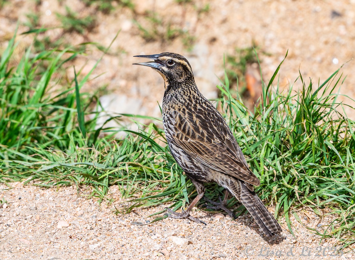 オナガマキバドリ - ML645854455