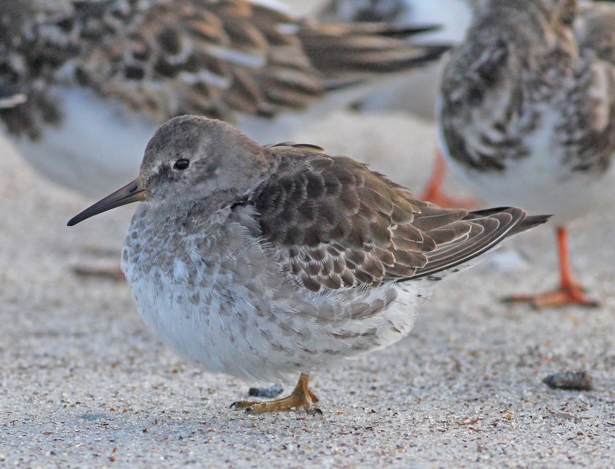 jespák mořský - ML645854456