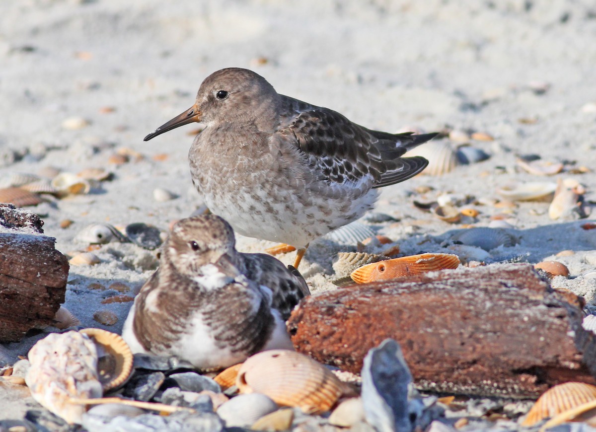 jespák mořský - ML645854457