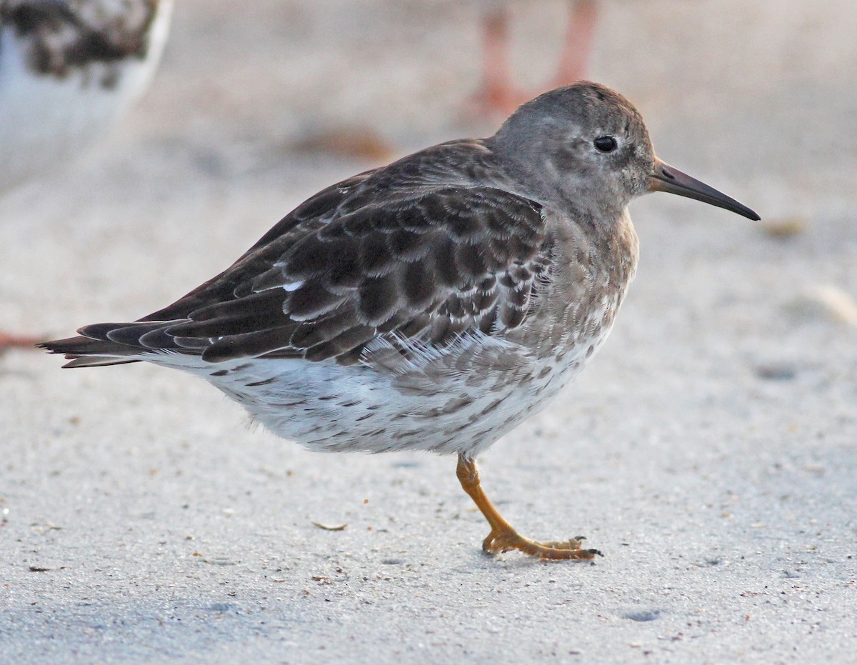 jespák mořský - ML645854458