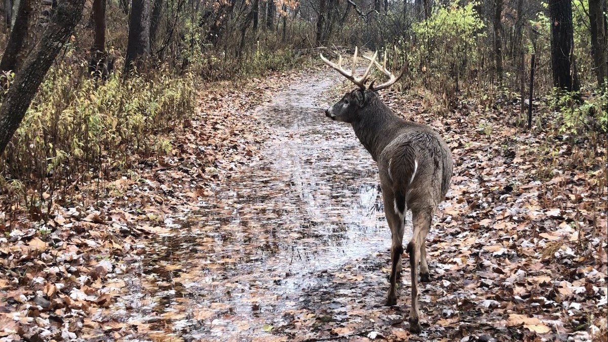 White-tailed Deer - ML645854459