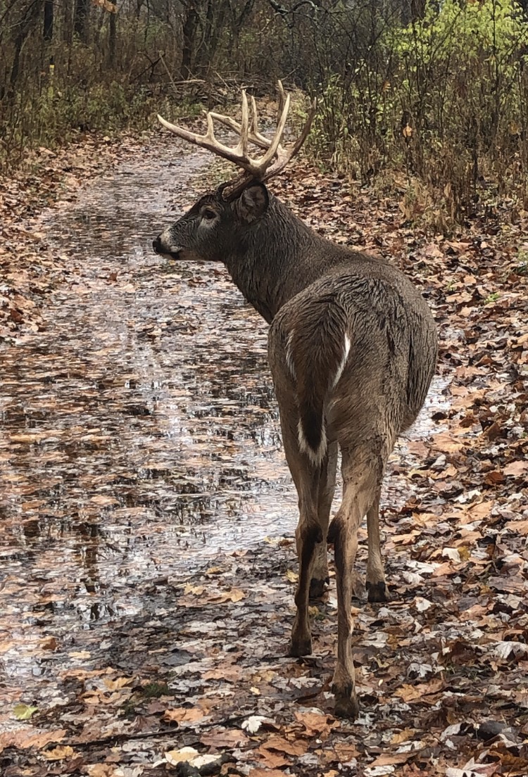 White-tailed Deer - ML645854460
