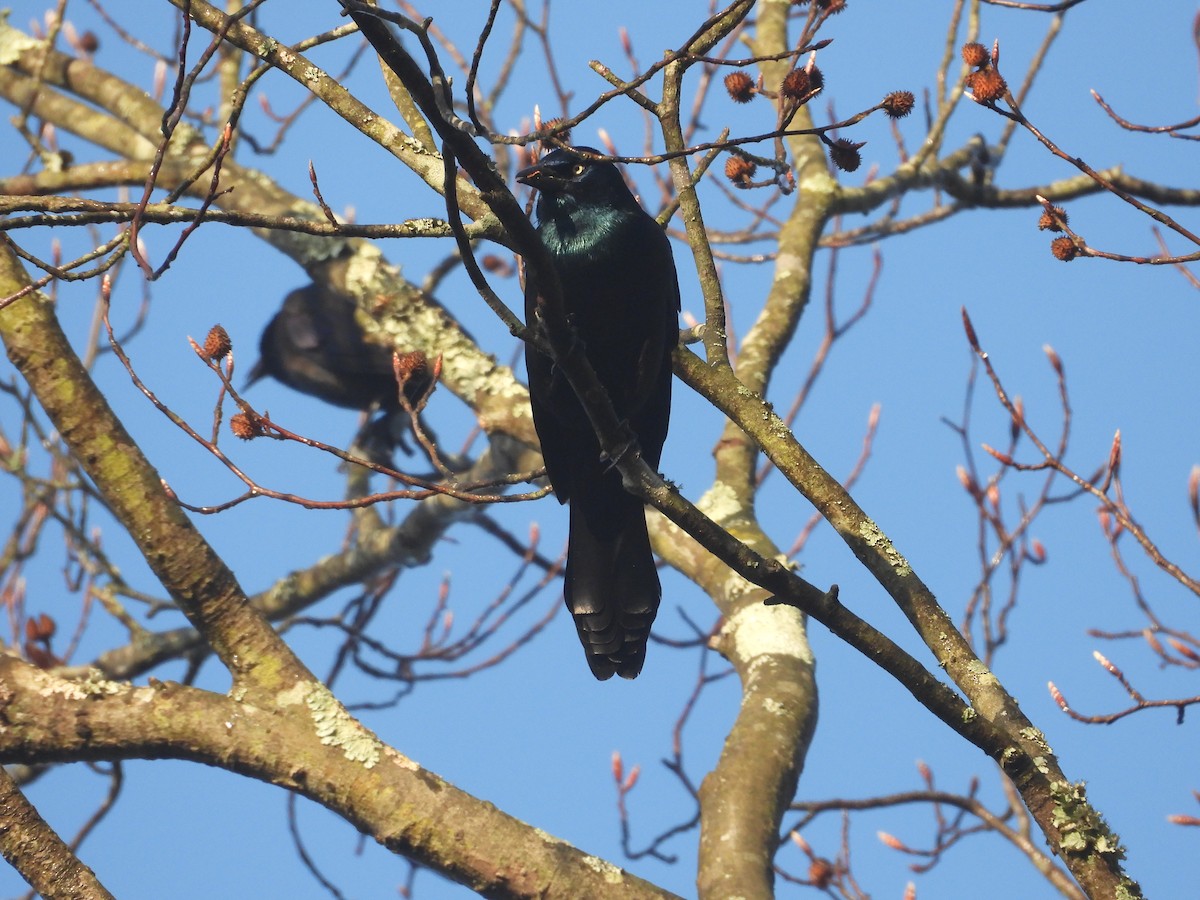 オオクロムクドリモドキ - ML645854461