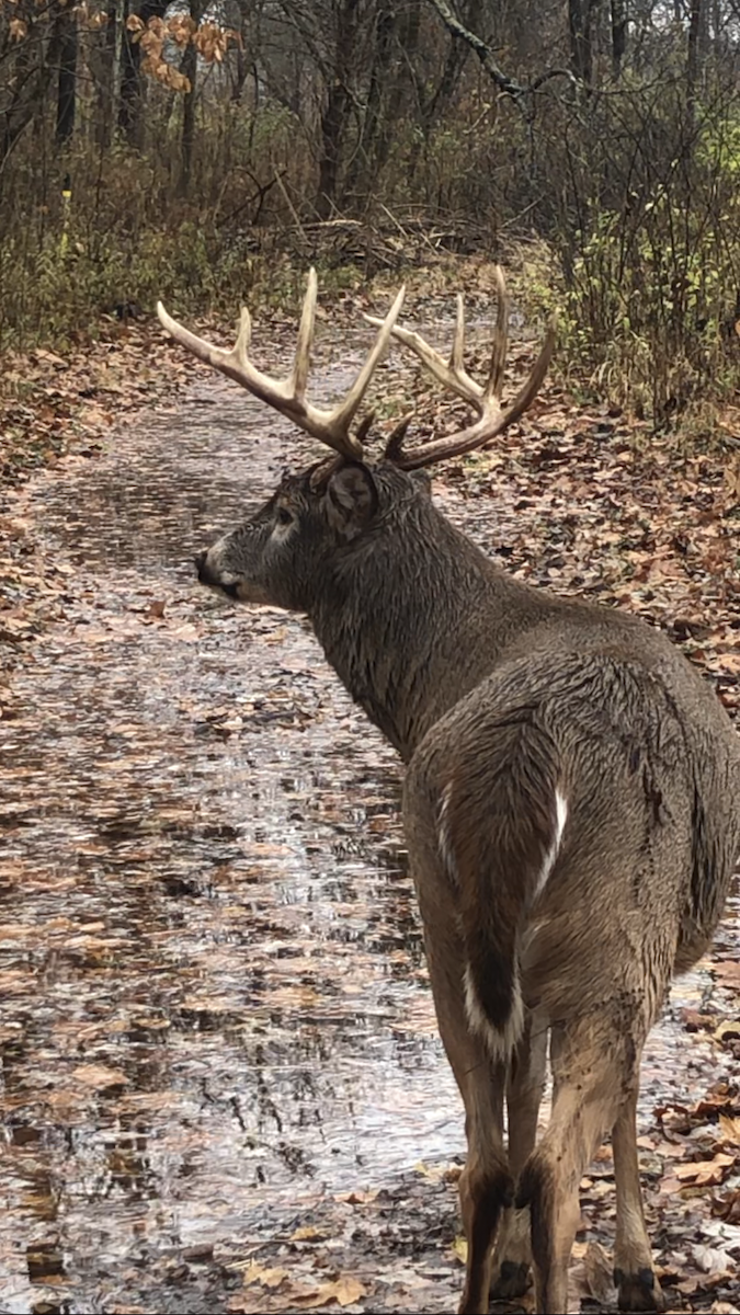 White-tailed Deer - ML645854464