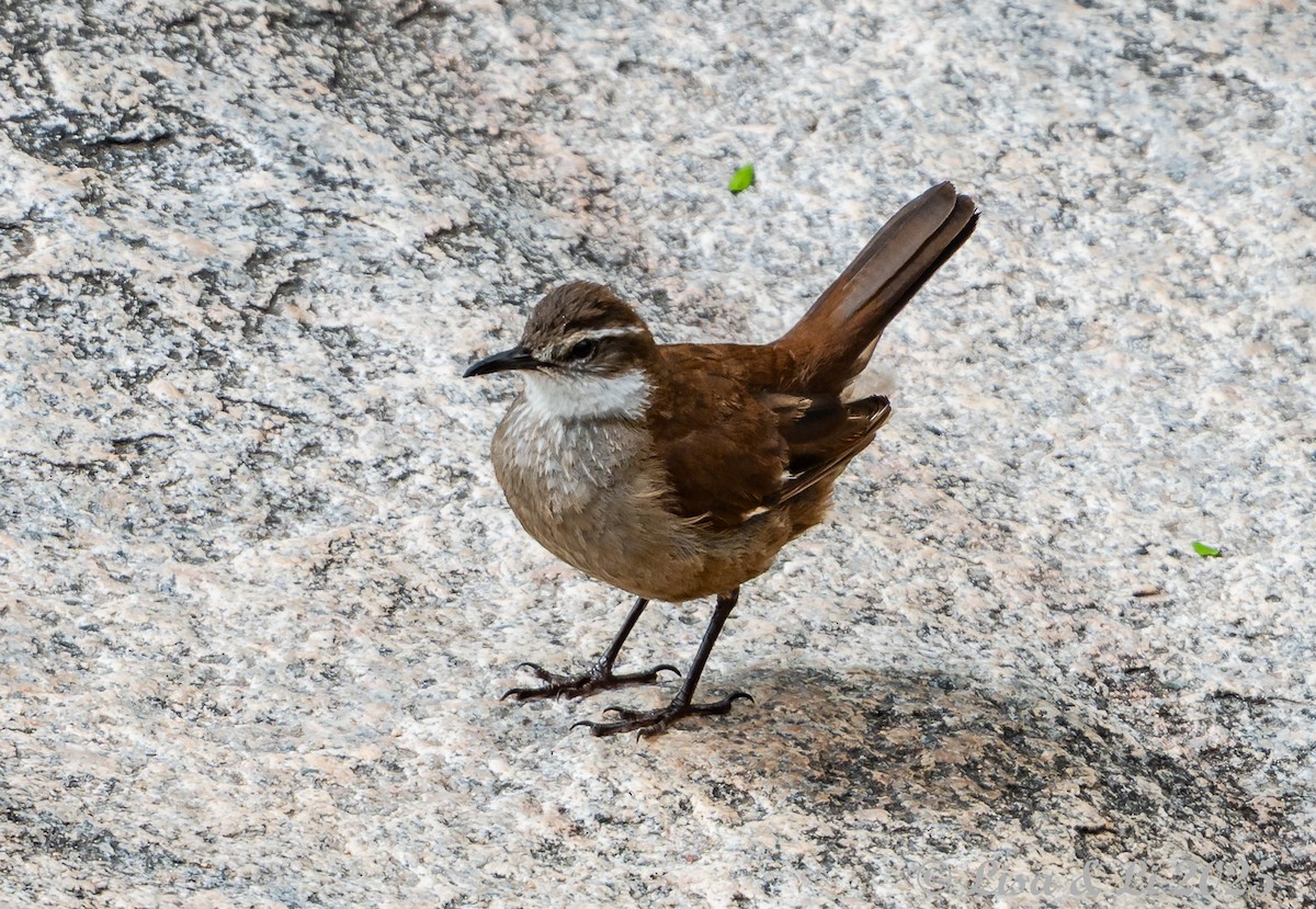 アルゼンチンカワカマドドリ - ML645854465