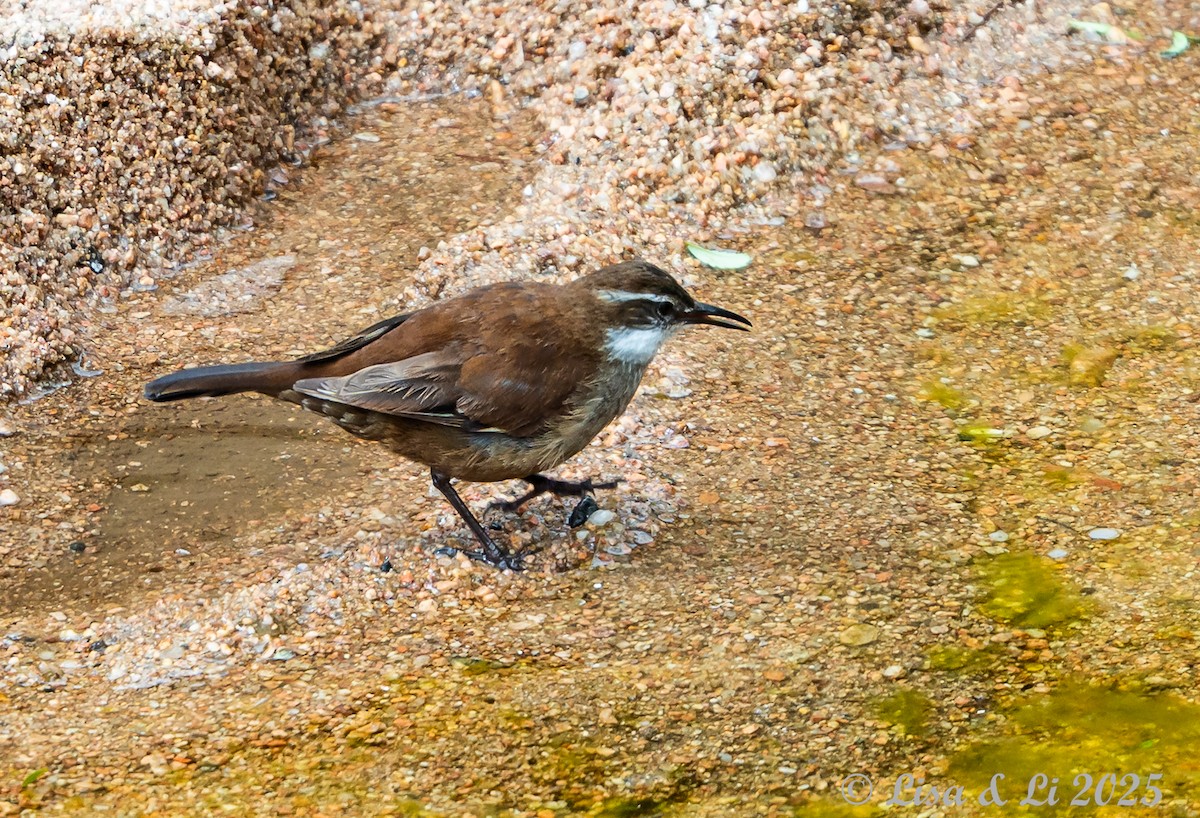 アルゼンチンカワカマドドリ - ML645854466