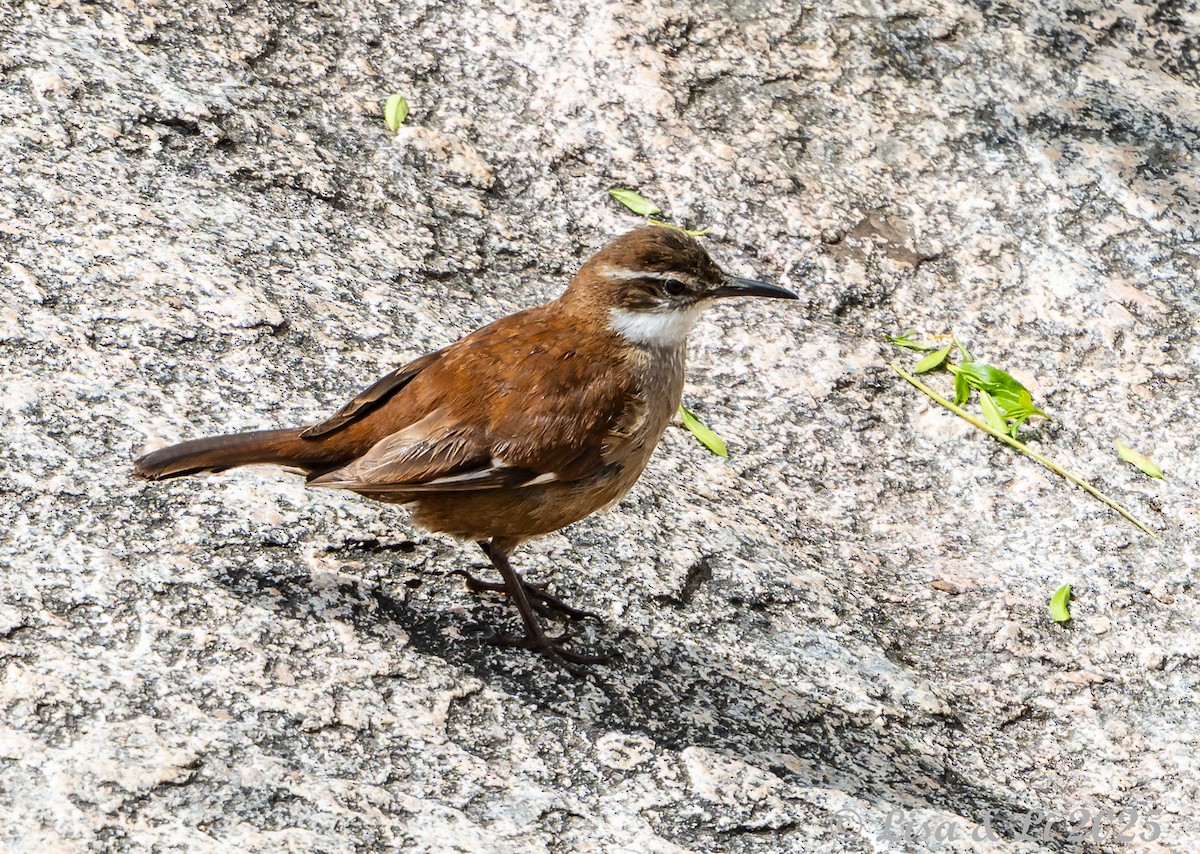 アルゼンチンカワカマドドリ - ML645854467