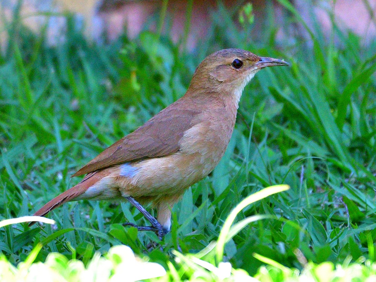 セアカカマドドリ - ML645854468