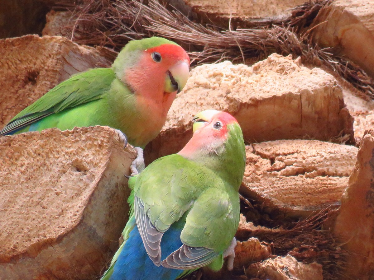 コザクラインコ - ML645854469