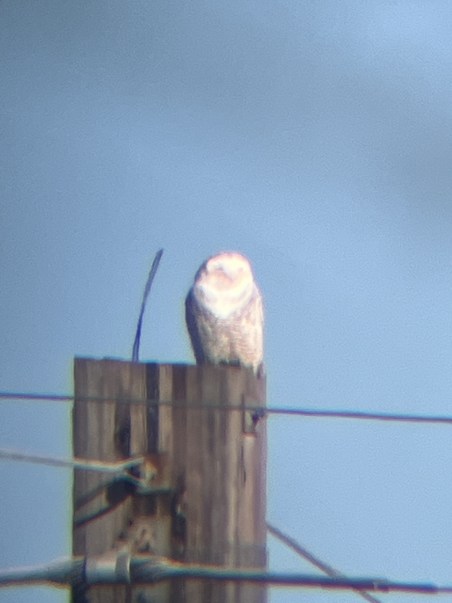 シロフクロウ - ML645854470