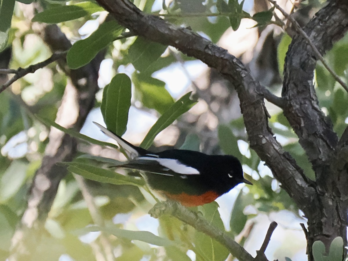 カタジロアメリカムシクイ - ML645854472