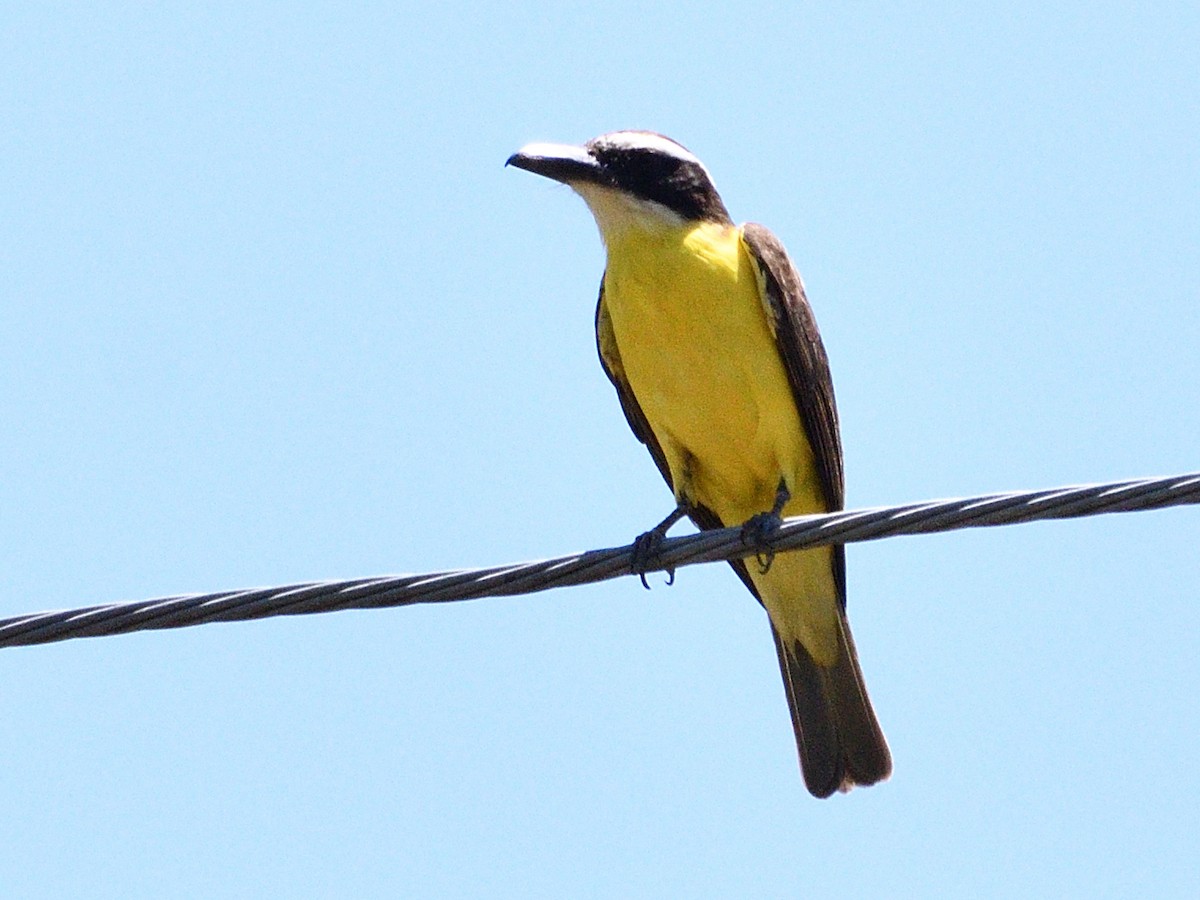 オオハシタイランチョウ - ML645854473