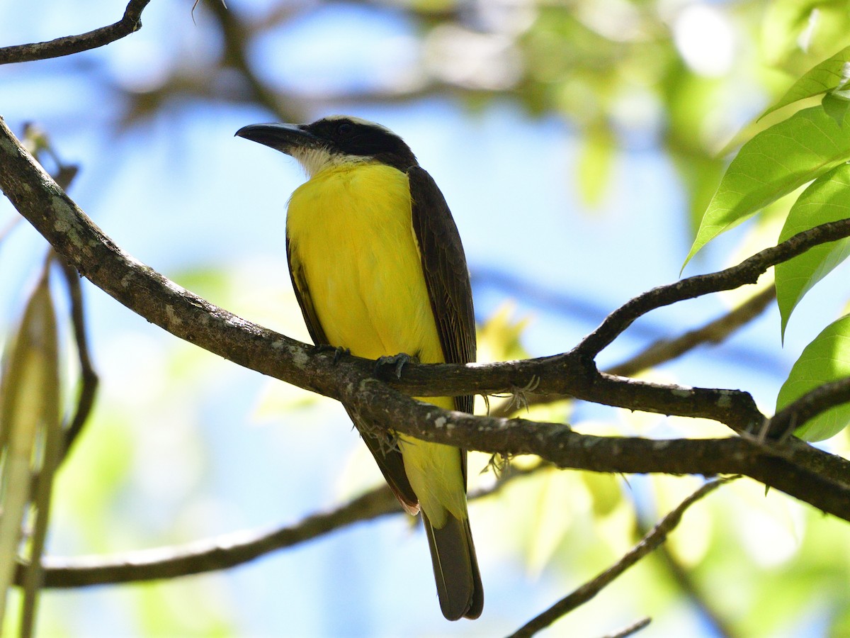 オオハシタイランチョウ - ML645854474