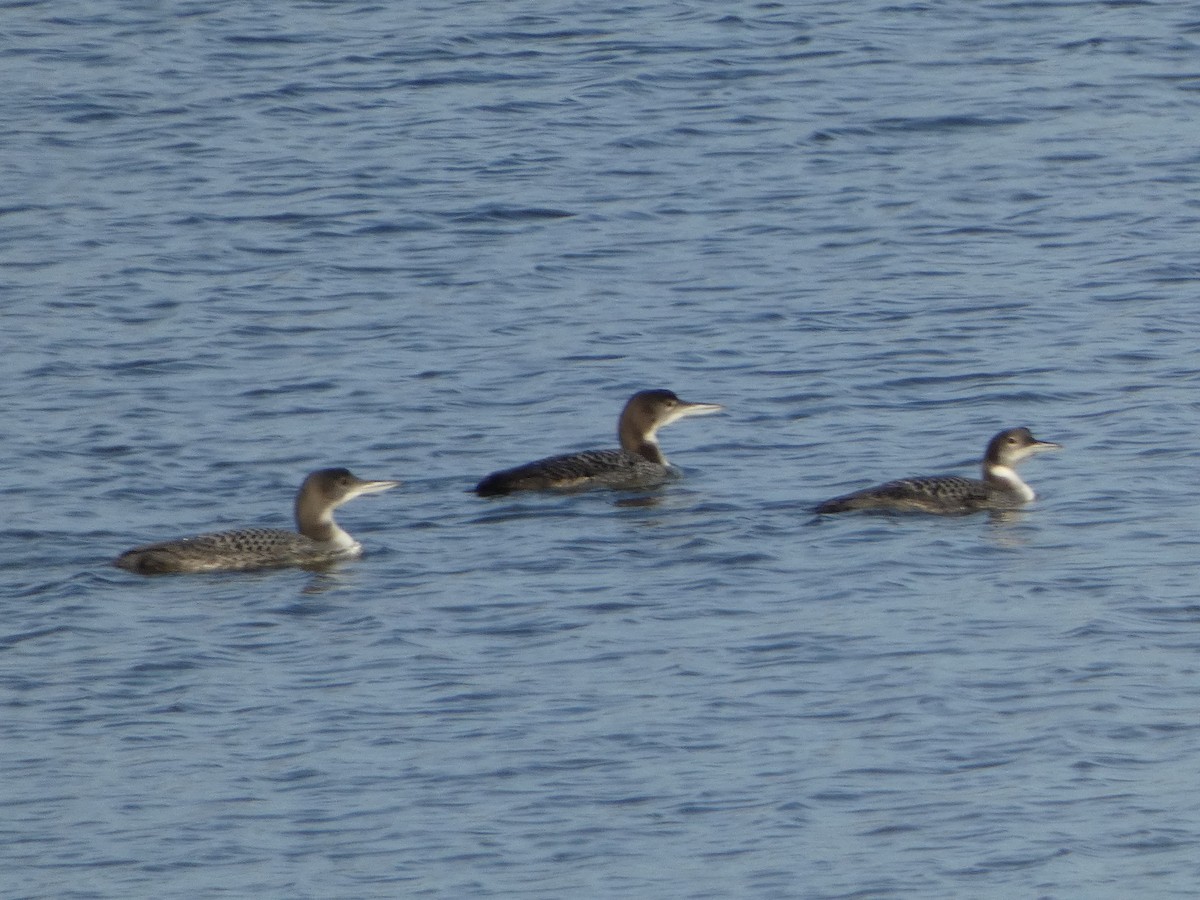 ハシグロアビ - ML645854476