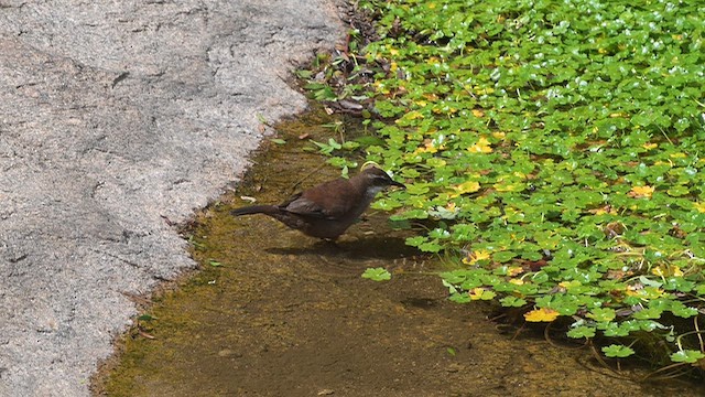 アルゼンチンカワカマドドリ - ML645854477