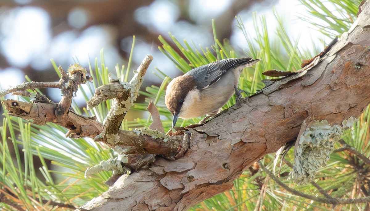 チャガシラヒメゴジュウカラ - ML645854478