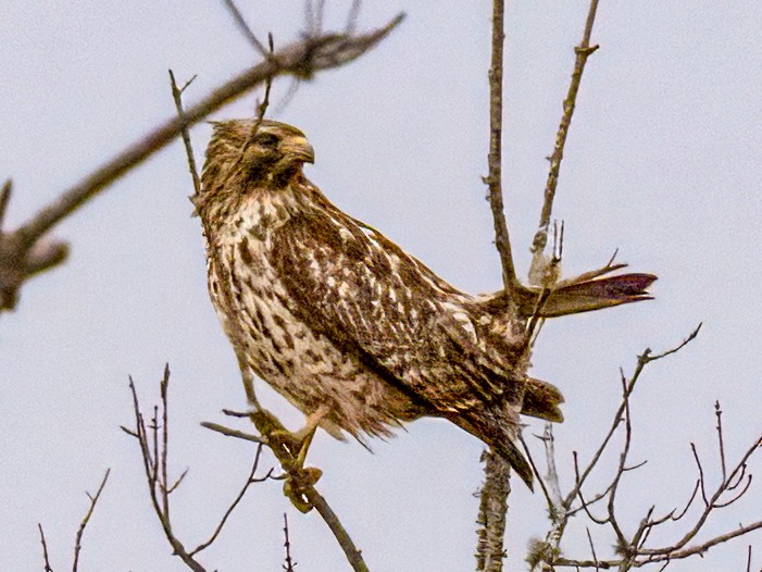 カタアカノスリ - ML645854479