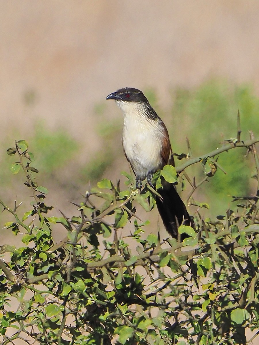 Burchell's Coucal - ML645854480