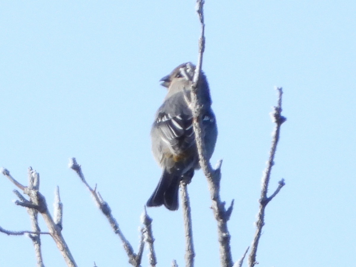 ギンザンマシコ - ML645854481