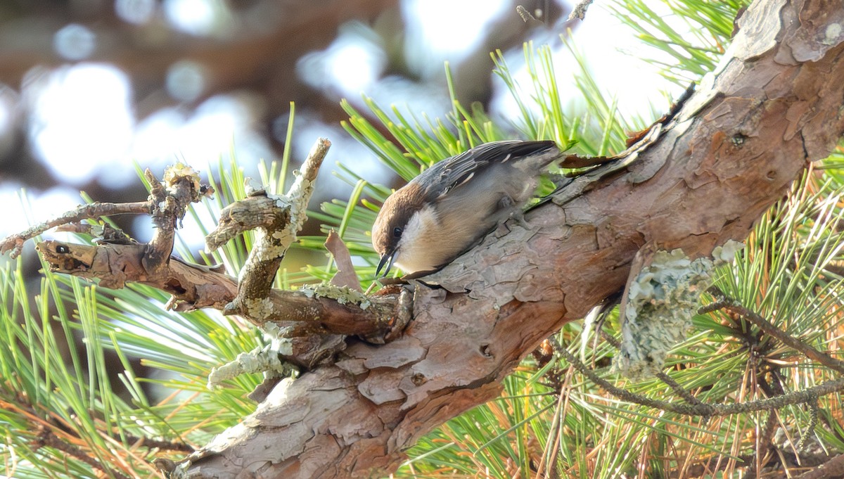 チャガシラヒメゴジュウカラ - ML645854482