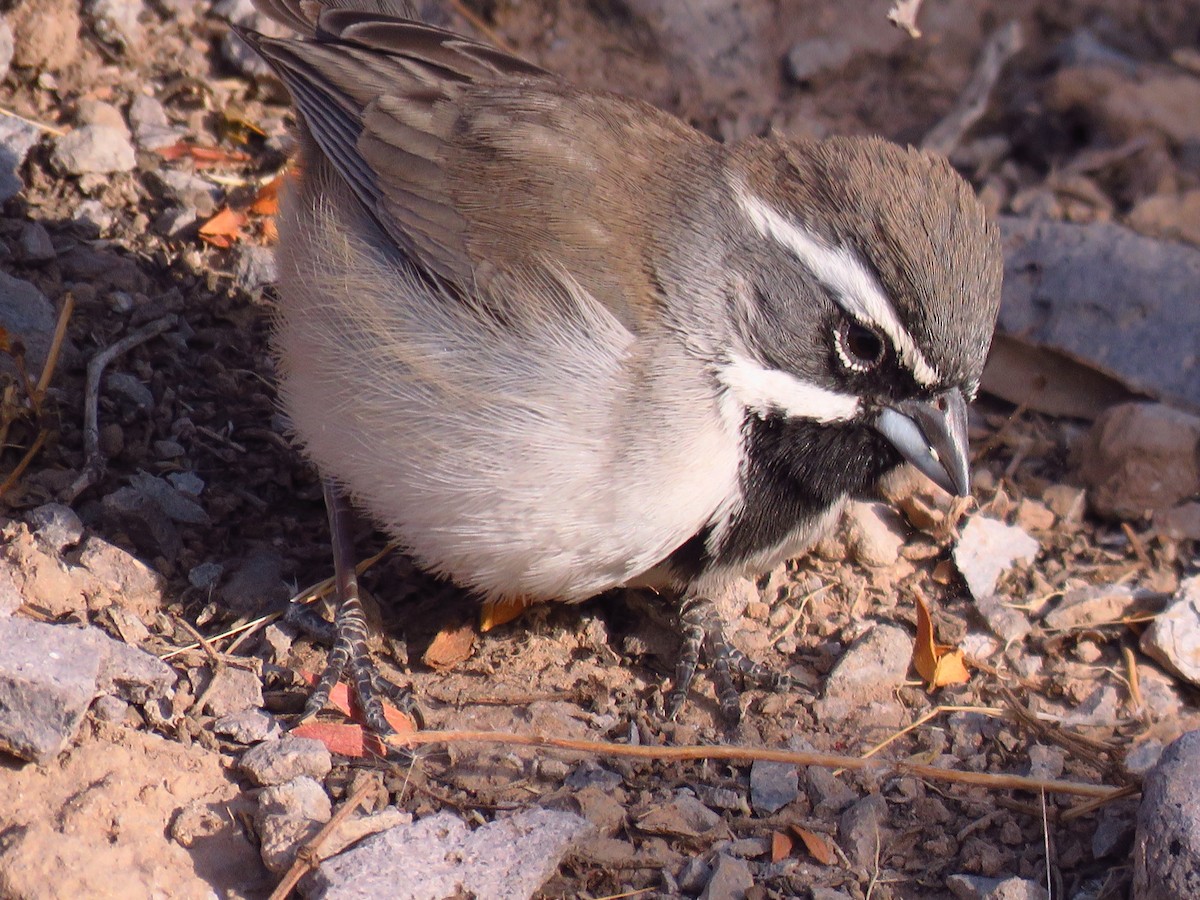 ノドグロヒメドリ - ML645854484