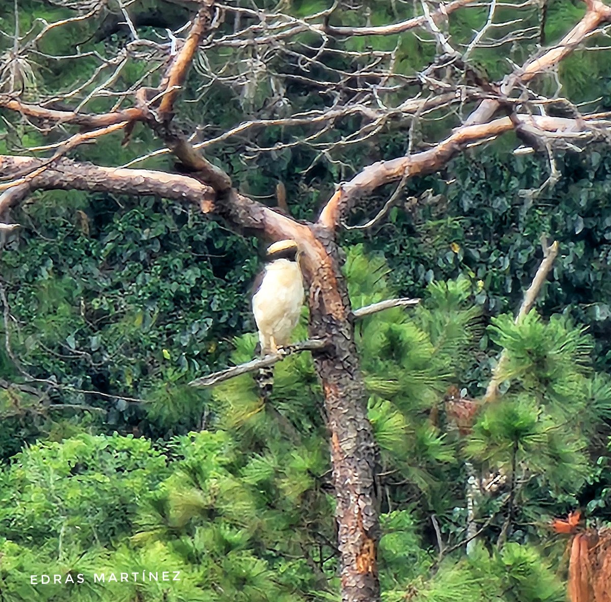 ワライハヤブサ - ML645854486