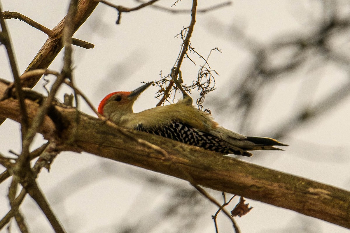 シマセゲラ - ML645854488