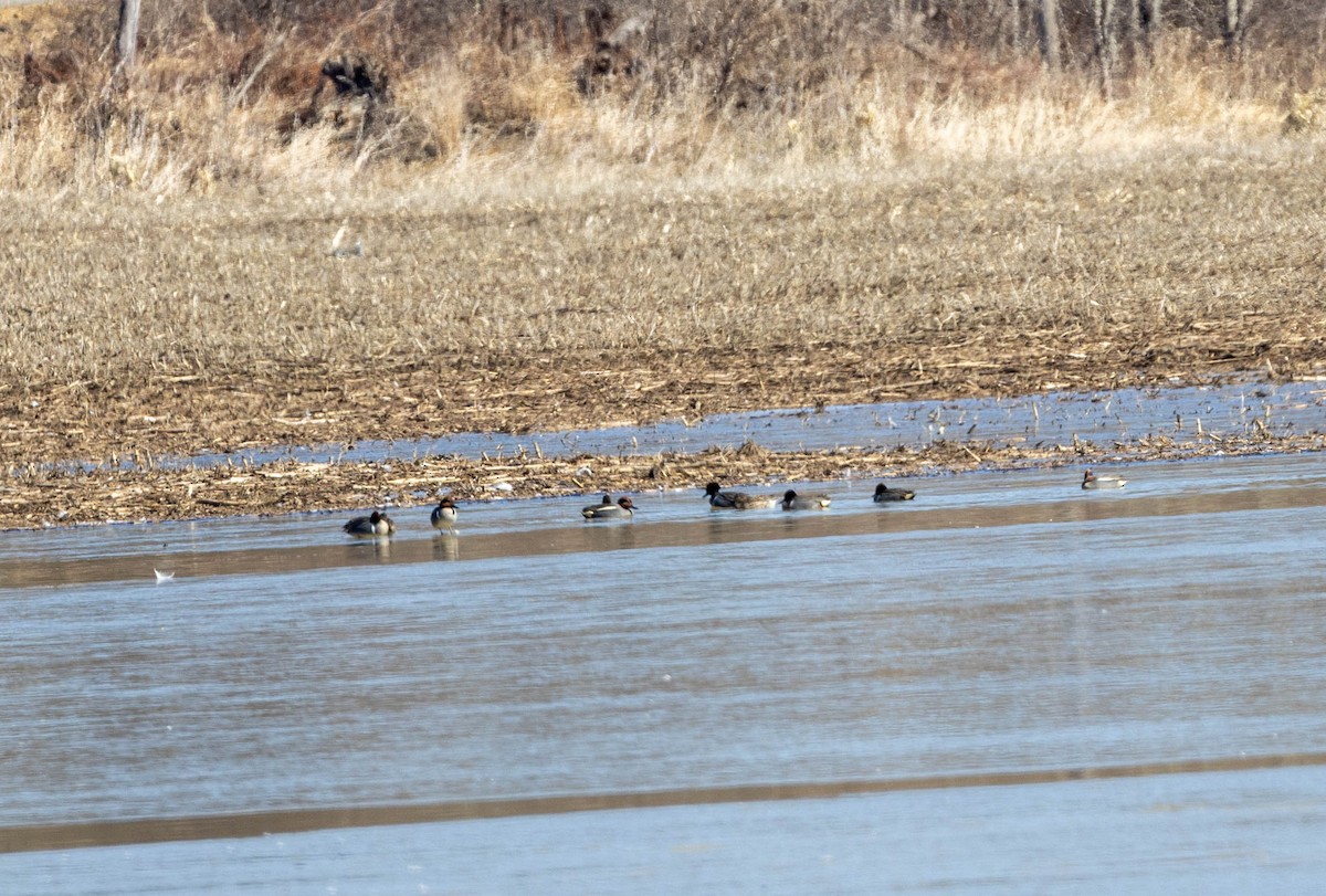 コガモ（亜種 コガモ） - ML645854489