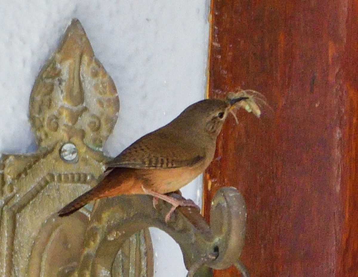 Southern House Wren - ML645854491