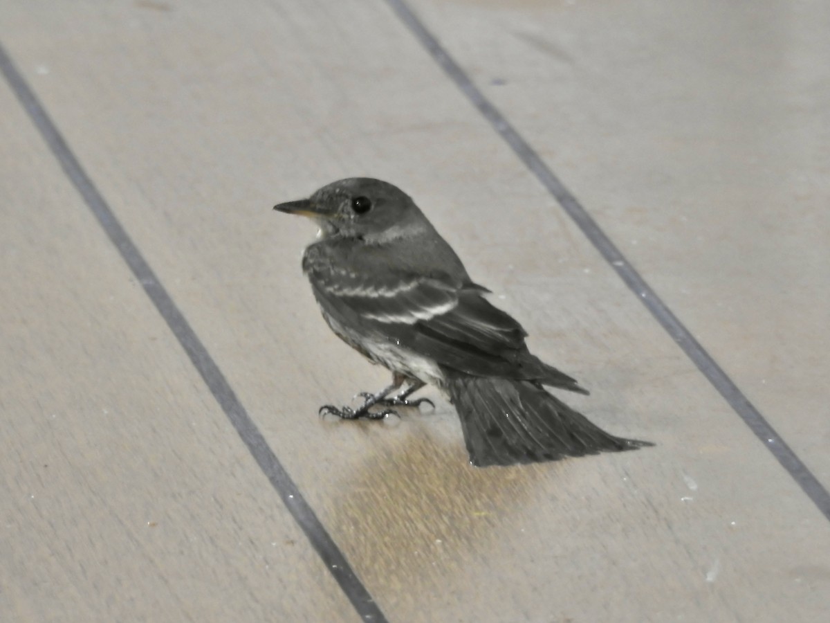 Blasskehl-Schnäppertyrann - ML645854495