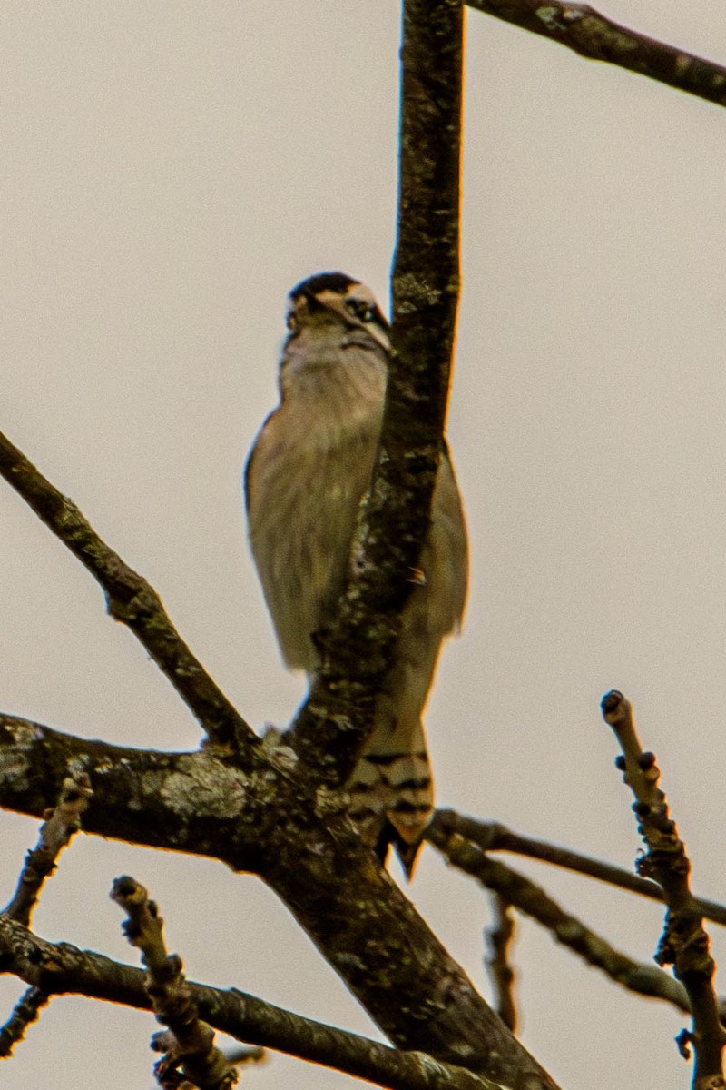 Downy Woodpecker - ML645854496