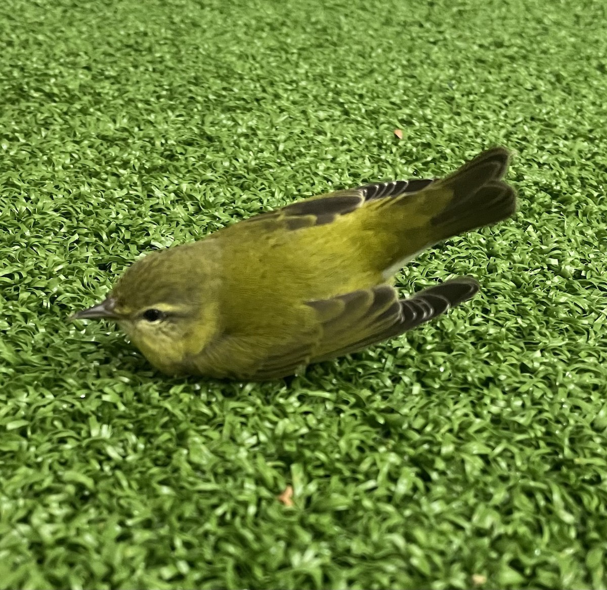 Tennessee Warbler - ML645854502