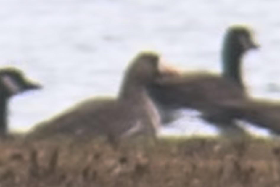 Greater White-fronted Goose - ML645854503