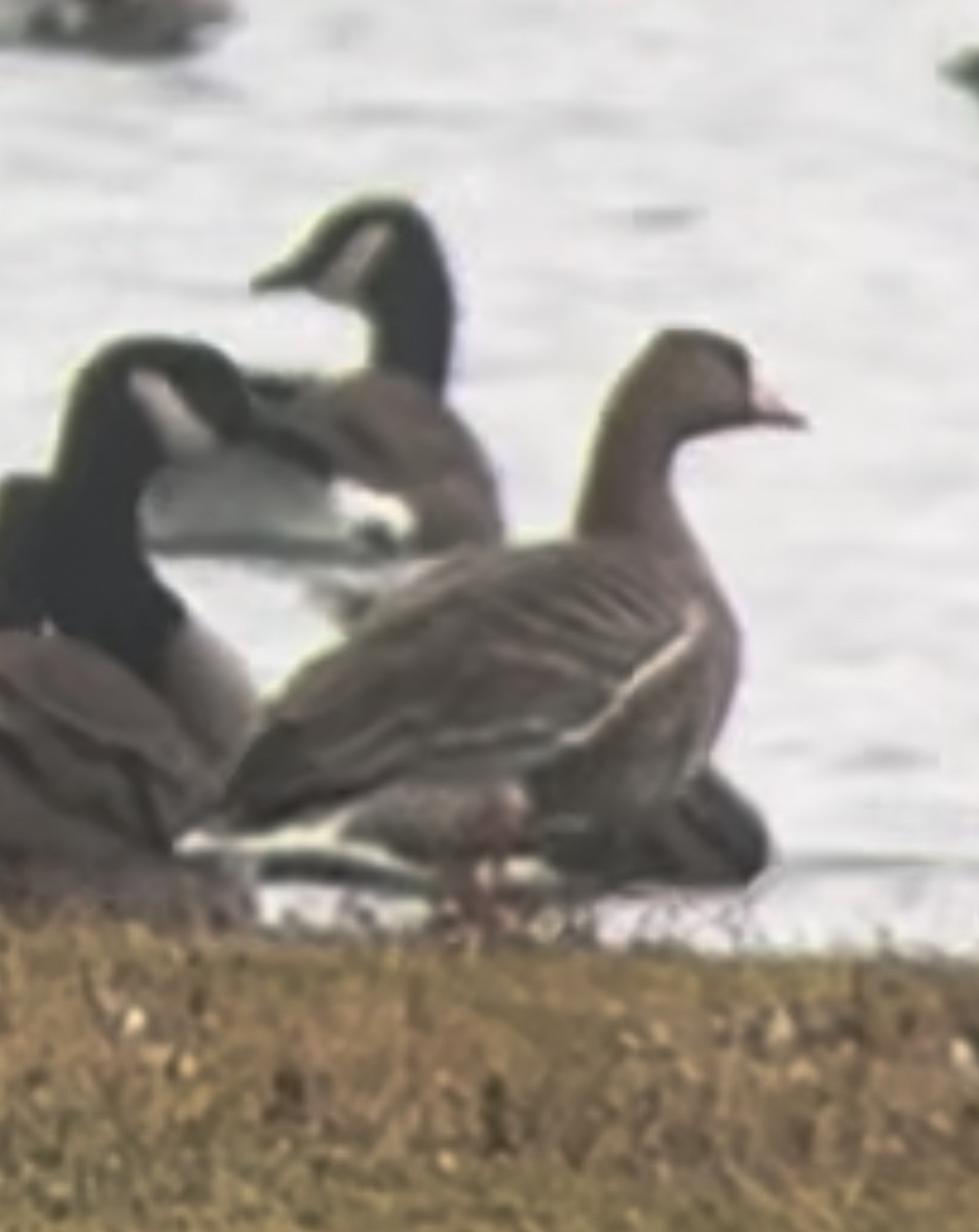 Greater White-fronted Goose - ML645854504