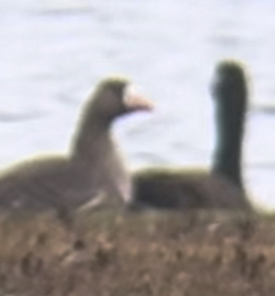 Greater White-fronted Goose - ML645854505