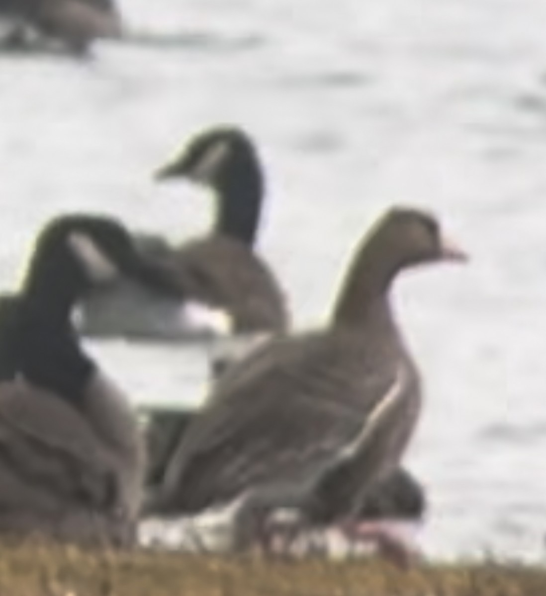 Greater White-fronted Goose - ML645854506