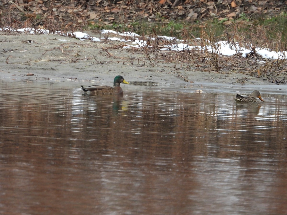 Mallard - ML645854509